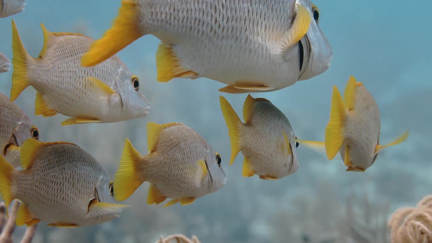 A school of identical fish swimming underwater in the same direction