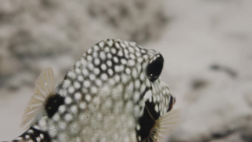 Spotted fish with protruding eyes swims near sandy seafloor