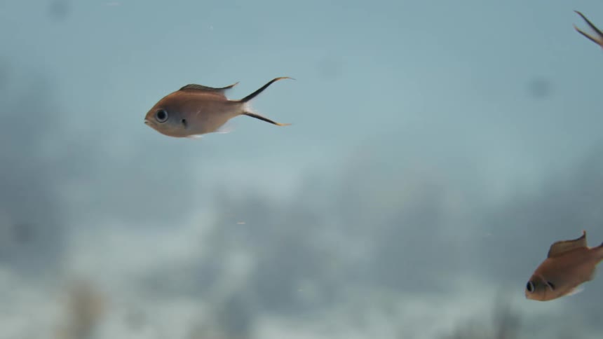 Some small fish are swimming in different directions