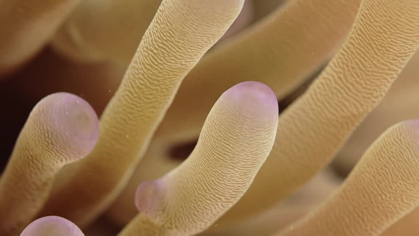 A clip of an underwater plant