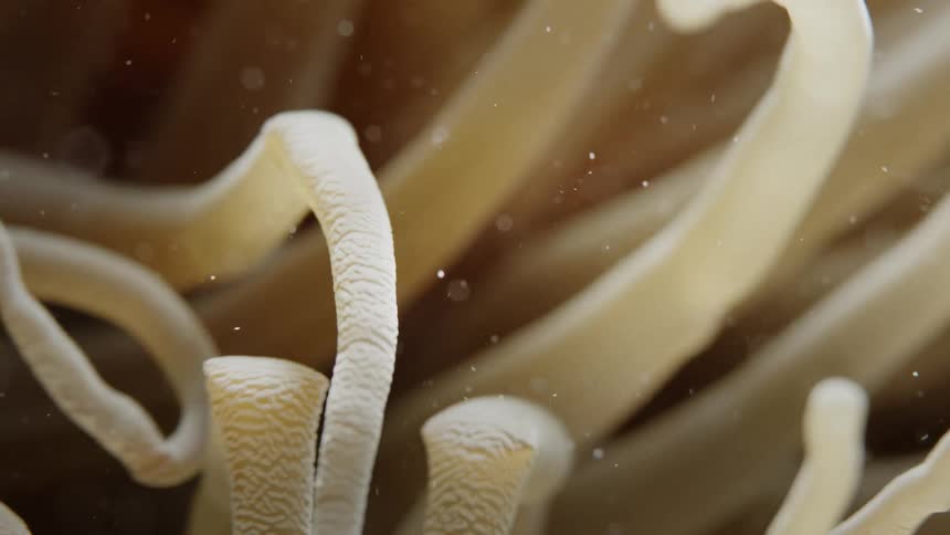 Several tentacles of a plant at the bottom of the sea moving with the force of the water