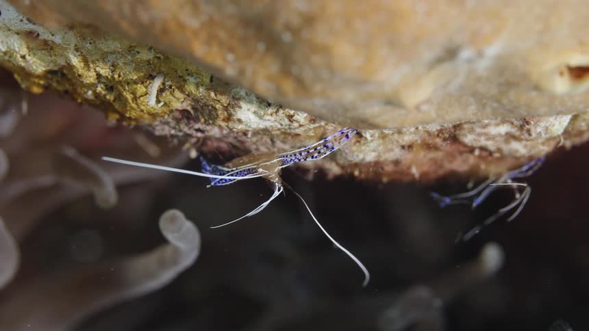 Small blue spotted aquatic animals move on coral