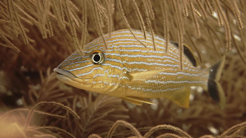 Fish amid coral in the sea