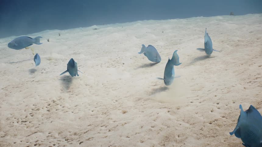 Blue schools of fish swimming at the bottom of the ocean