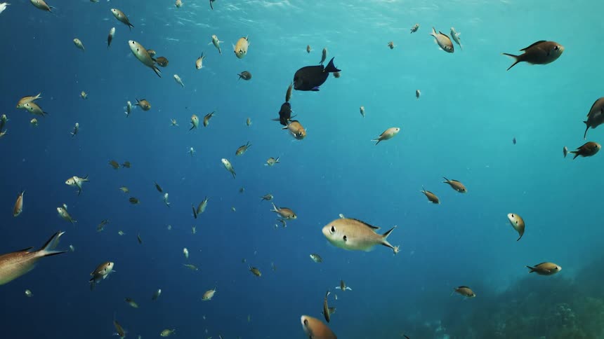 Fish swimming and feeding in turquoise blue sea