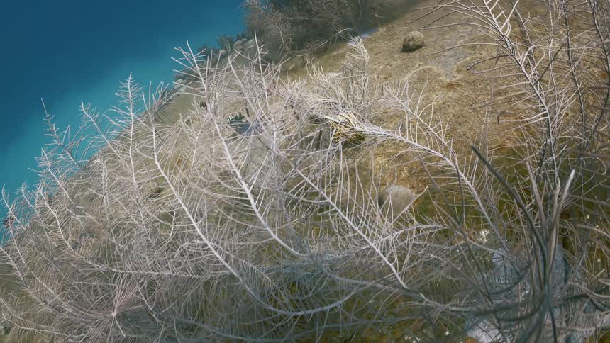 Fish swimming underwater