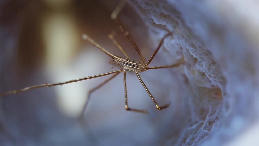 Close up of a small crustacean underwater