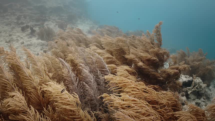 Underwater plant in the ocean