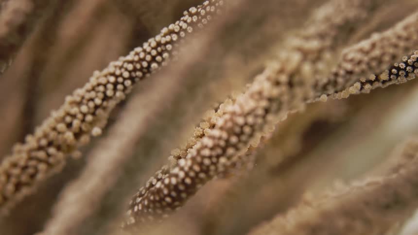 Small marine creature camouflaged on the stem of a coral in a reef in the sea