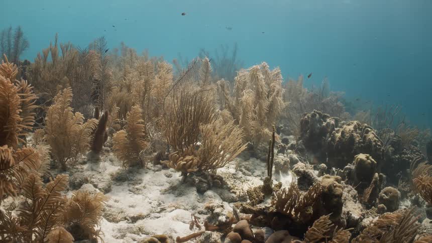 Algae on a coral reef in the sea