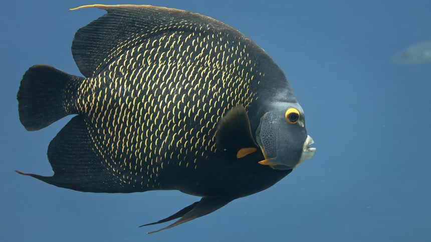 A fish swimming to the right and passing close to a coral