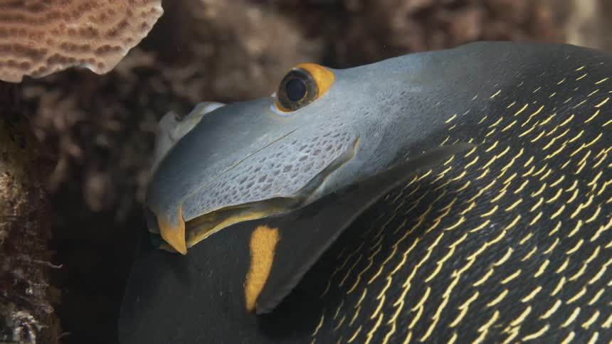 Extreme closeup of a fish next to a reef opening and closing its mouth
