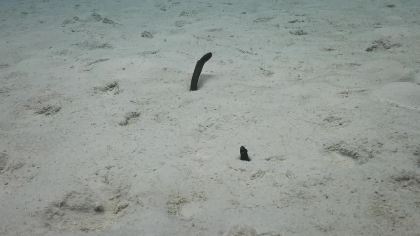 Two snakes peak out from the sand