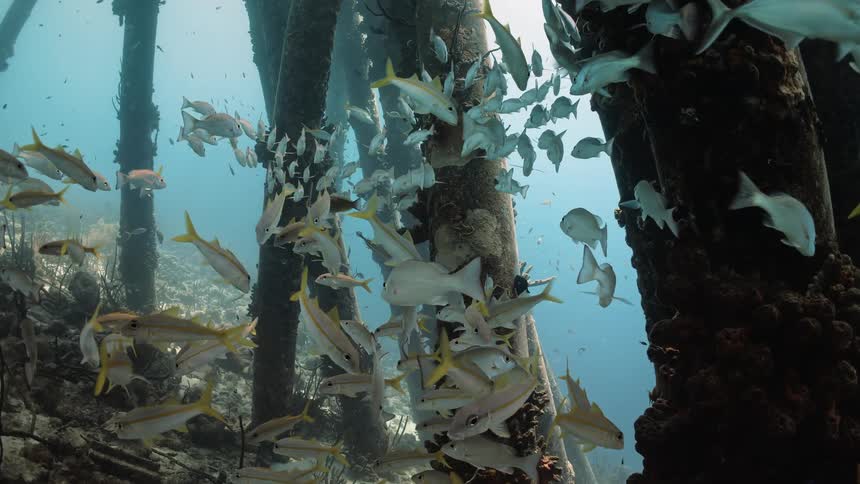 Shoal fo fish swimming near submerged poles