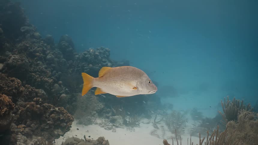 A fish swimming under the ocean near the ocean floor
