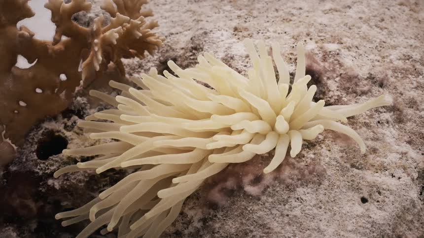 Closeup of a coral on a rock in the sea