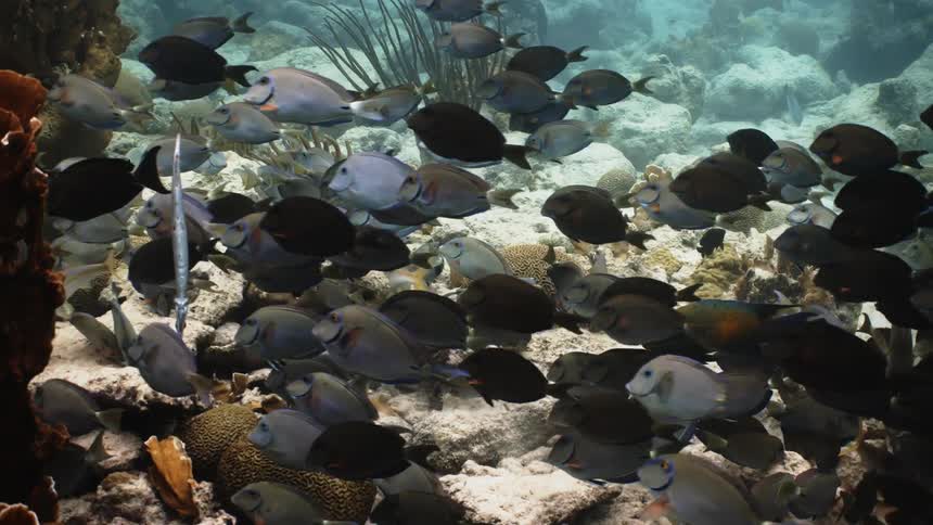 A school of fish swimming together near the bottom of the sea