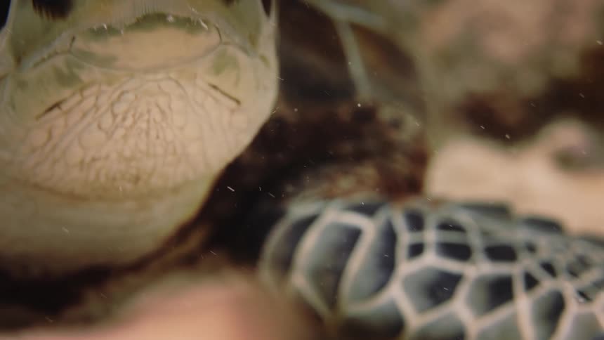 A turtle swimming among plants and reefs