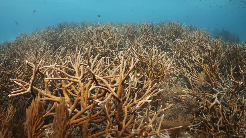 Aquatic plants and corals wave in the ocean current