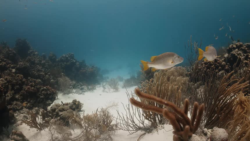 Two fish swimming near a coral at the bottom of the sea