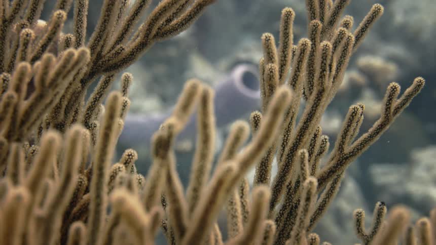 A plant underwater deep in the ocean