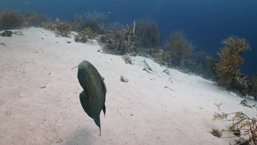 In the ocean a fish swimming surrounded by coral