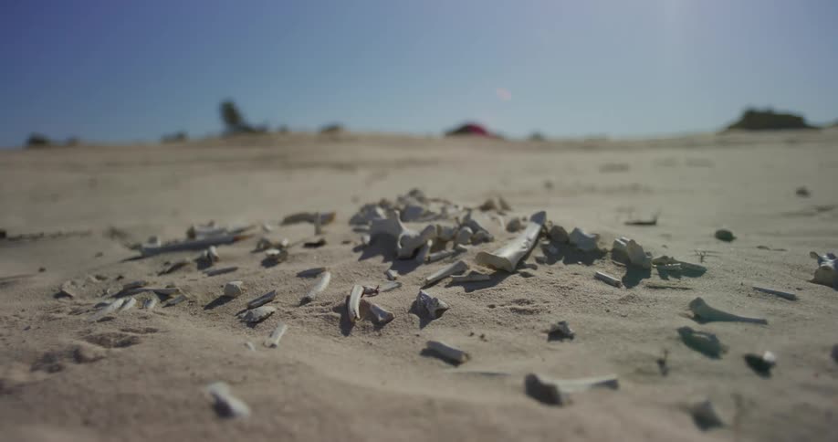 Close up of small white bone like fragments in the desert