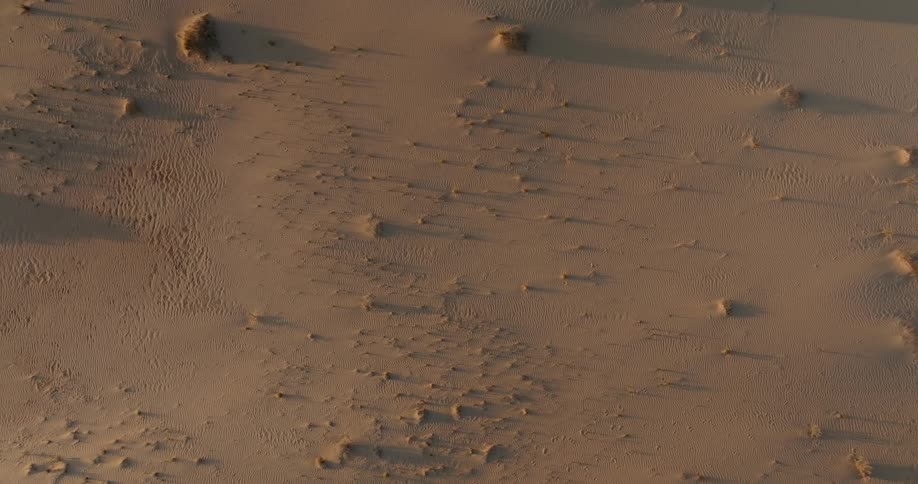 Aerial view of vegetation in the desert dunes