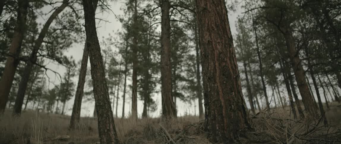 A clip of a tree in the woods