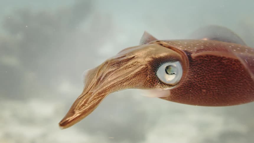 A squid swimming at the bottom of the ocean