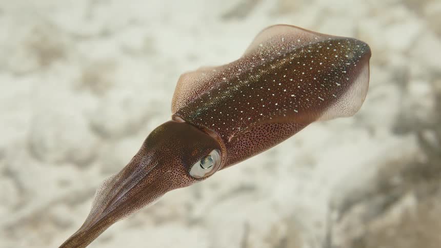 Squid swimming in the sea above a reef