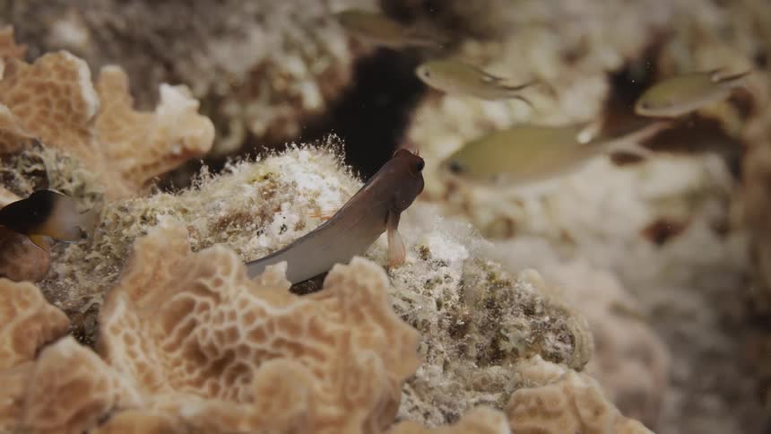 Tropical fish living on the coral reef