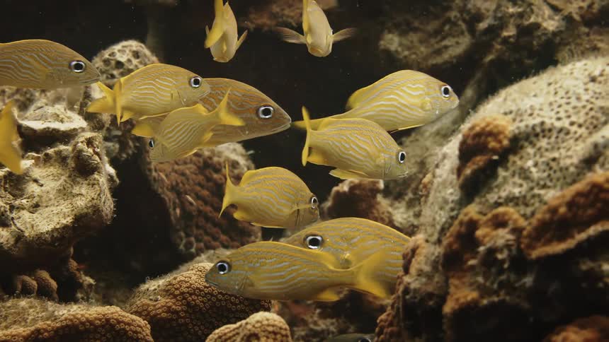 The fish swim around the coral reef