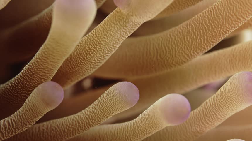 Extreme closeup of a coral on the ocean floor