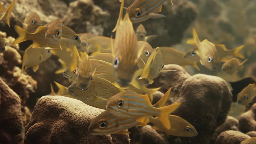 A group of fish swim by the sea floor