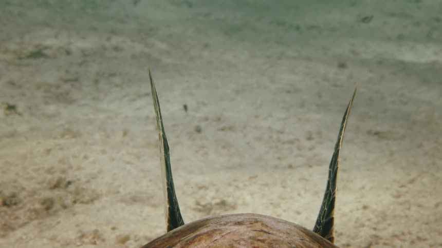 The turtle swims close to the ocean floor