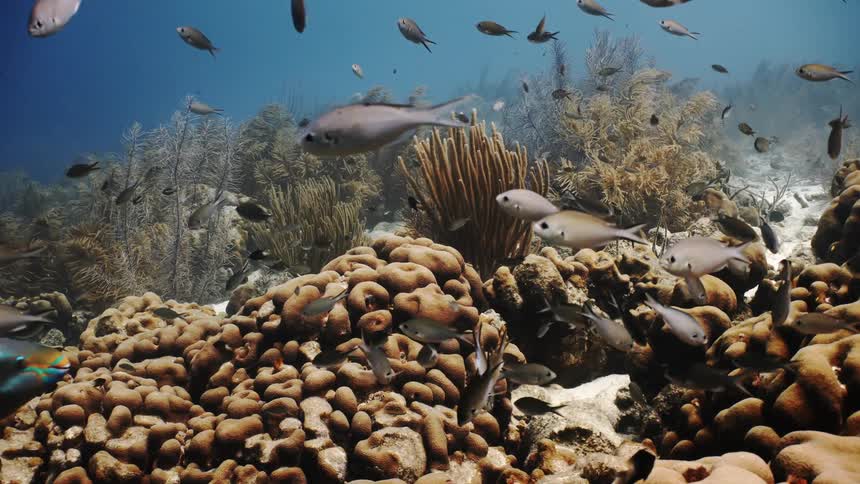 Several fish swimming in different directions on a coral at the bottom of the sea