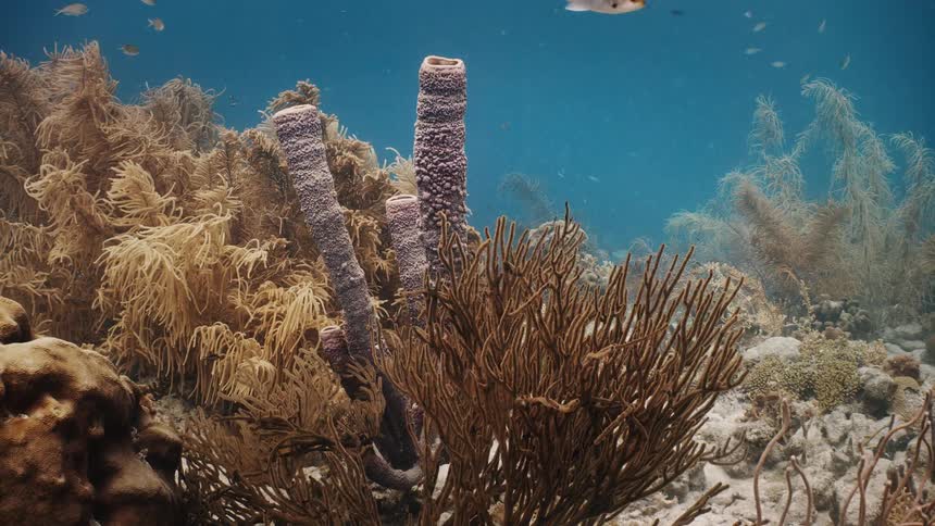 Fish amid corals and reefs