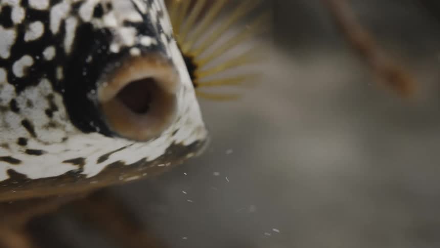 Closeup on the open mouth of a fish