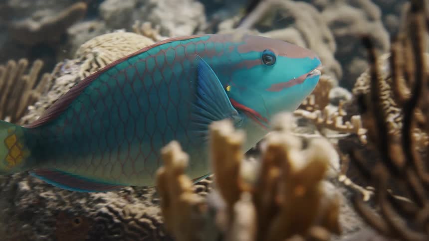 Blue fish swimming in the sea among reefs
