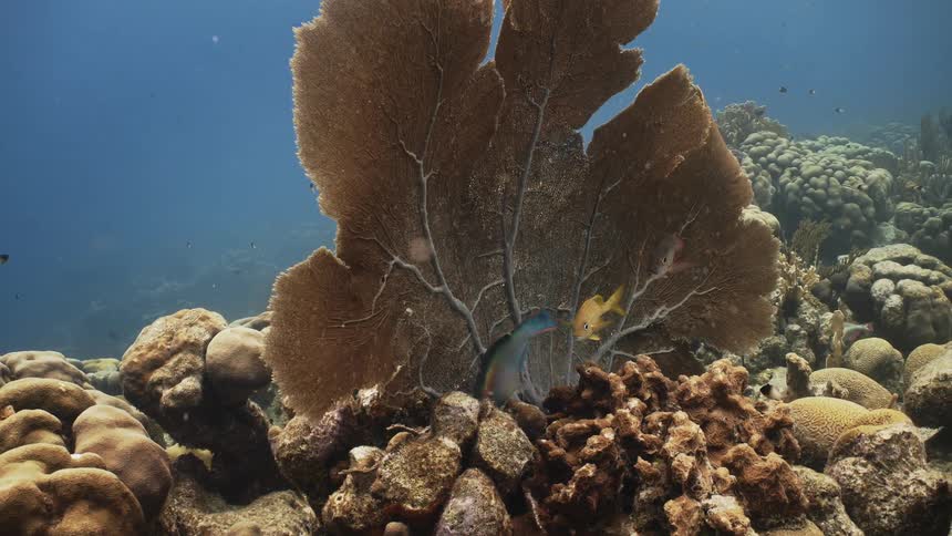 A few fish swim underwater around a large plant on the ocean floor