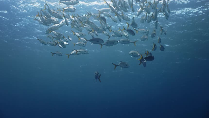 A school of fish swim near the surface of the water