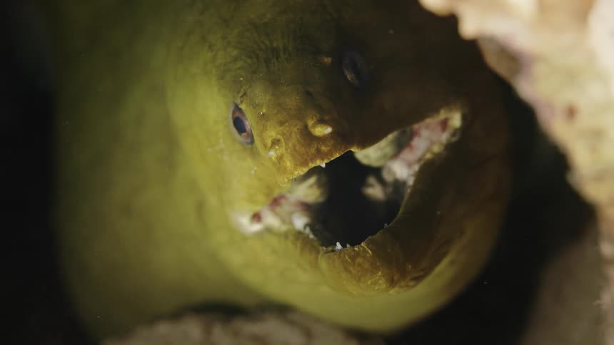 A fish standing underwater is opening its mouth