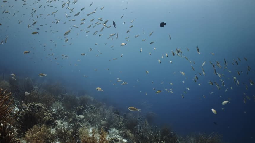 Fish in the middle of the sea