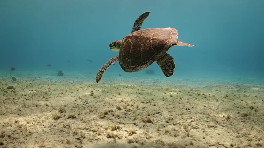 Turtle swimming at the bottom of the sea