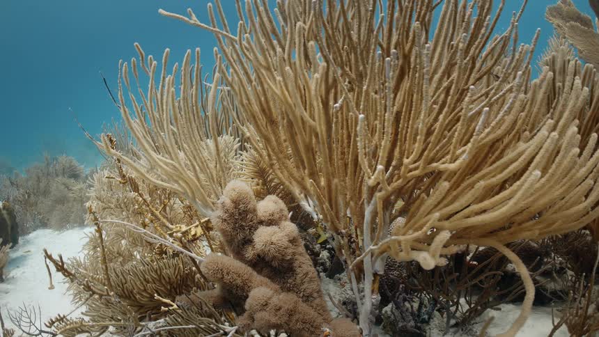 Fish swims over coral reef near white sandy seafloor
