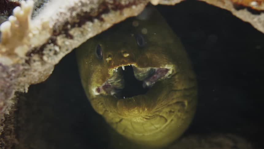 Green fish opening its mouth in an aggressive stance