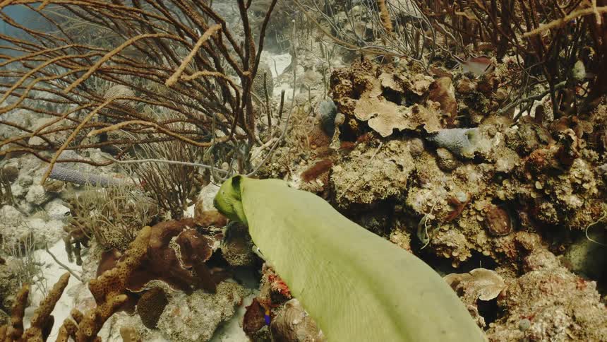 Eel swimming among corals and reefs