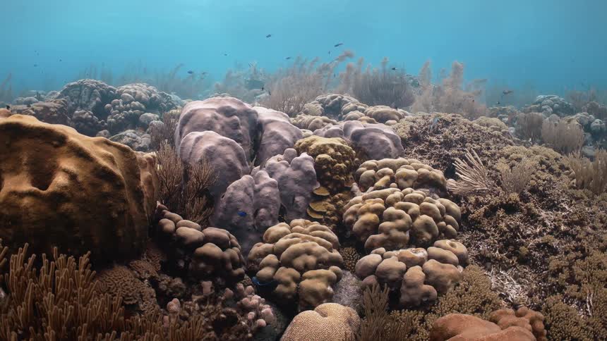 Aquatic plants and corals wave in the ocean current