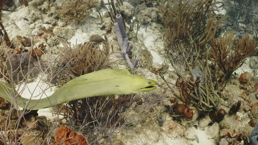 A green eel swimming at the bottom of the ocean